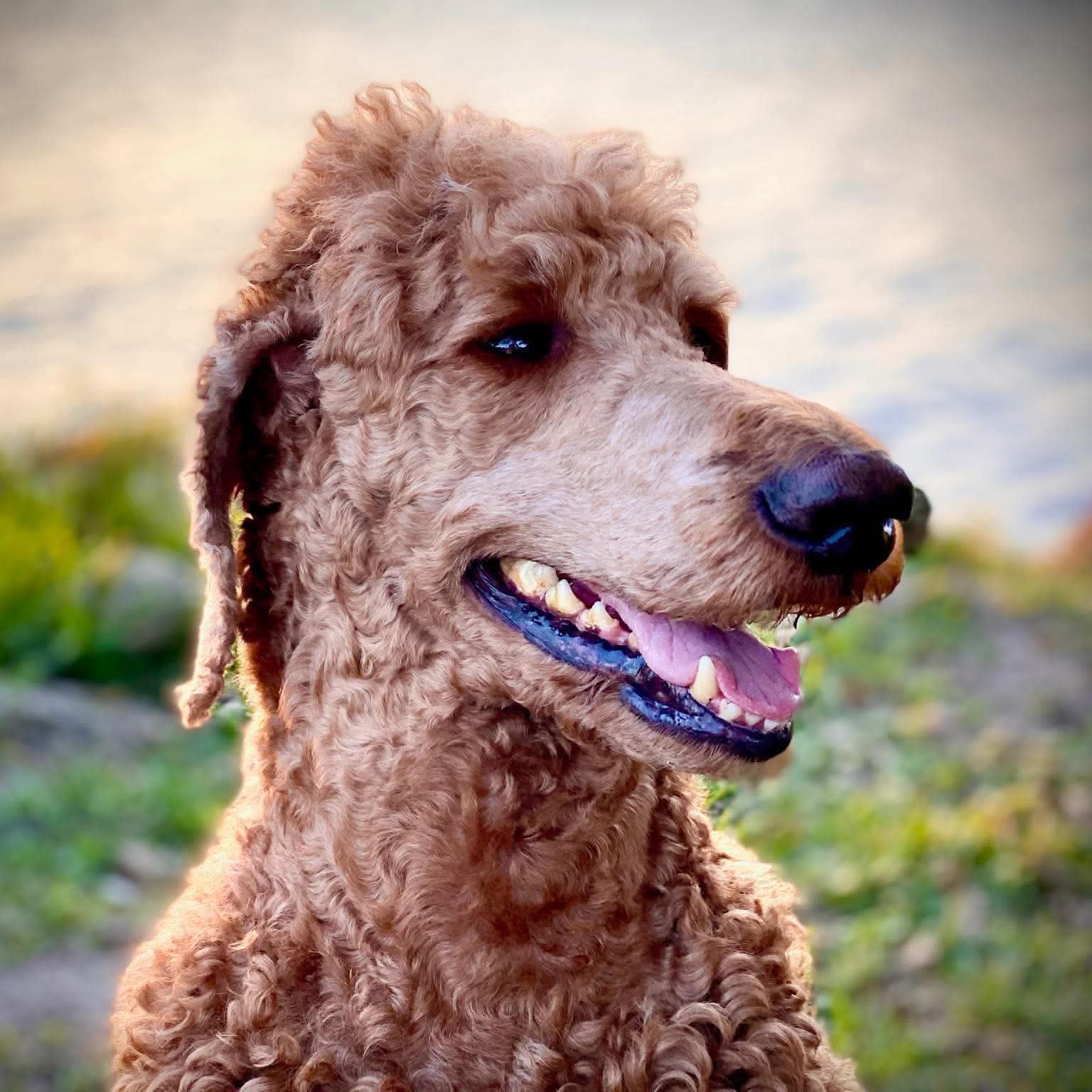 Wallace the Standard Poodle